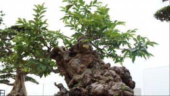 Sửng sốt trước cụ ổi cổ thụ 300 tuổi cực hiếm trả tiền tỷ cũng không có cửa