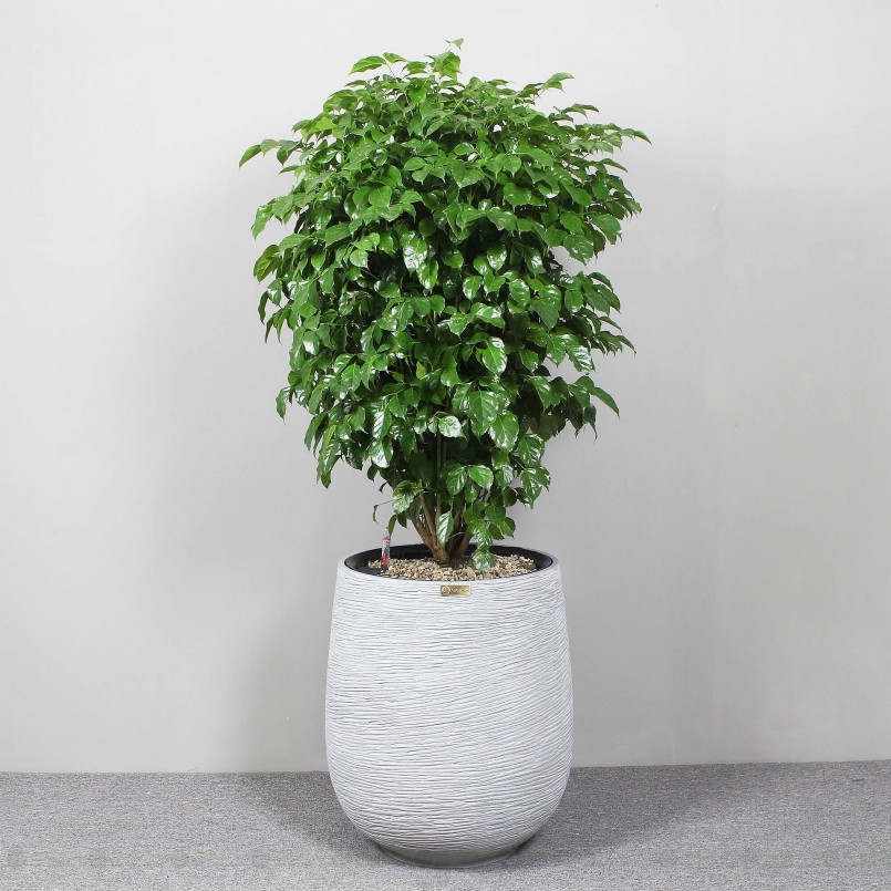 Những loại cây cảnh may mắn để ở phòng khách dịp Tết, lộc vào nhà ào ào