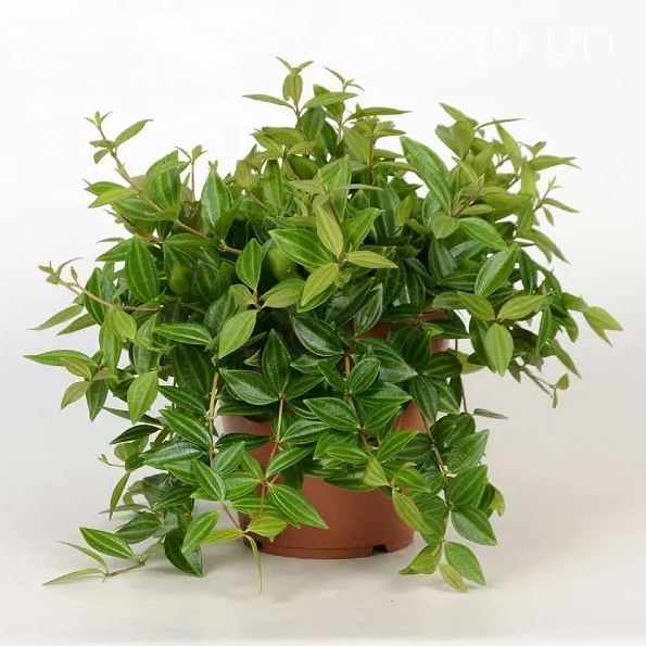 Những loại cây cảnh may mắn để ở phòng khách dịp Tết, lộc vào nhà ào ào