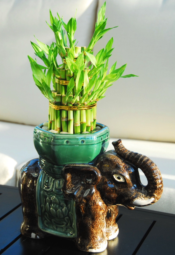 Những loại cây cảnh may mắn để ở phòng khách dịp Tết, lộc vào nhà ào ào