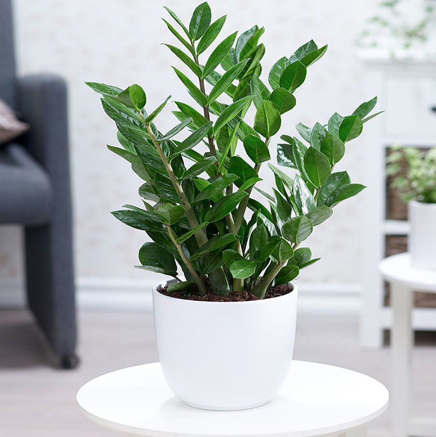 Những loại cây cảnh may mắn để ở phòng khách dịp Tết, lộc vào nhà ào ào