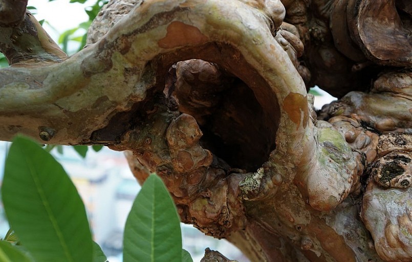 Mặt dù có hình dạng, vẻ bề ngoài gia nua, rêu phong, sần sùi cổ kính, song cây ổi cổ thụ quý này vẫn toát lên vẻ khỏe khoắn đầy sự sống, vẫn giữ được màu da hồng nâu đỏ đặc trưng của vỏ cây ổi.