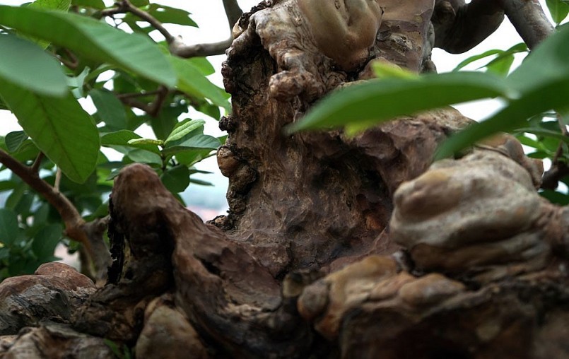 Trên thân hình cây ổi cổ thụ sần sùi, rêu phong, gai góc già nua ấy, vẫn đâm chồi, nảy lộc.