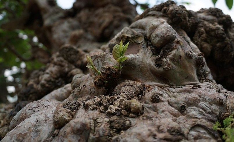 Thân cây ổi cổ thụ 300 tuổi xuất hiện nhiều hốc sâu, uốn lượn tạo thành dáng cong tự nhiên.