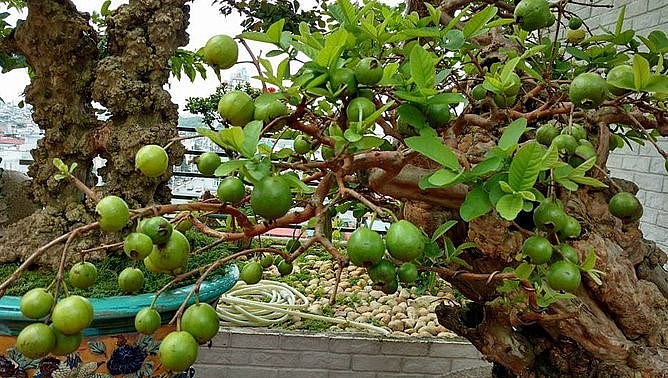 Cây ổi cổ thụ 300 tuổi vẫn sai quả.