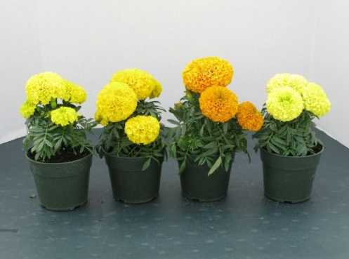 Những loại cây cảnh may mắn để ở phòng khách dịp Tết, lộc vào nhà ào ào