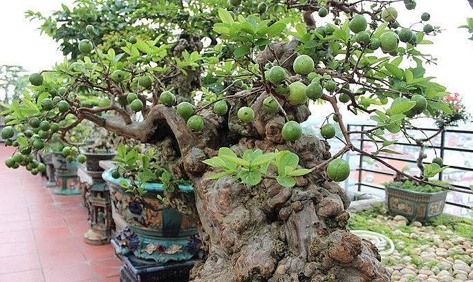 Cây ổi cổ thụ độc lạ không chỉ hấp dẫn về ngoại hình mà còn mang ý nghĩa phong thủy.