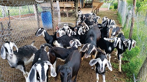 Dê Bách Thảo Dê Bách Thảo