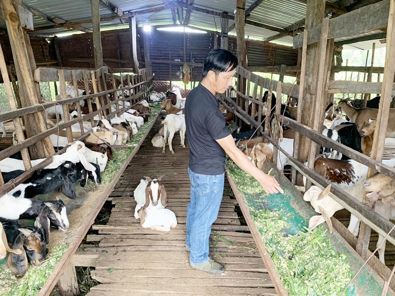 Mô hình nuôi dê Bách Thảo của gia đình anh Thảo Mô hình nuôi dê Bách Thảo của gia đình anh Thảo