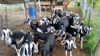 Nuôi la liệt con tai cụp miệng kêu be be, người thoát nghèo, người có tiền tỷ trong tay