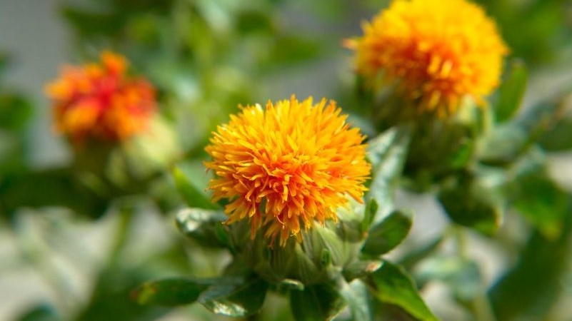 Cây hồng hoa - Vị thuốc quý của chị em