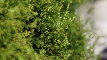 Chiều cuối năm tắm nước mùi già, không chỉ là để đuổi vận xui