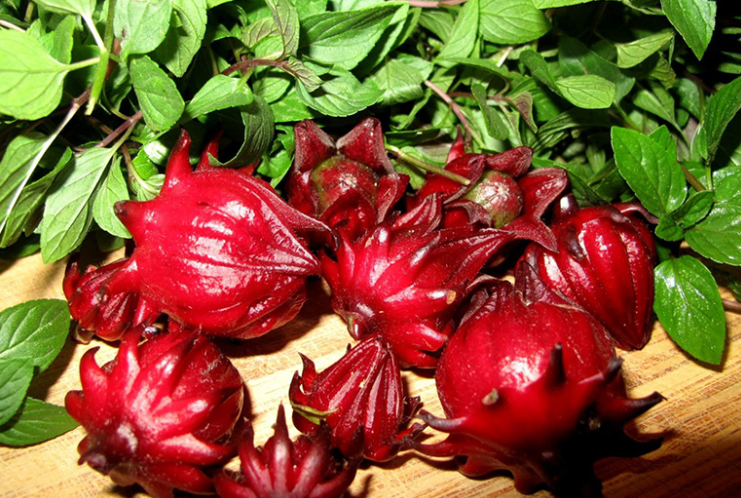 Cây hồng hoa giúp điều hòa kinh nguyệt rất tốt