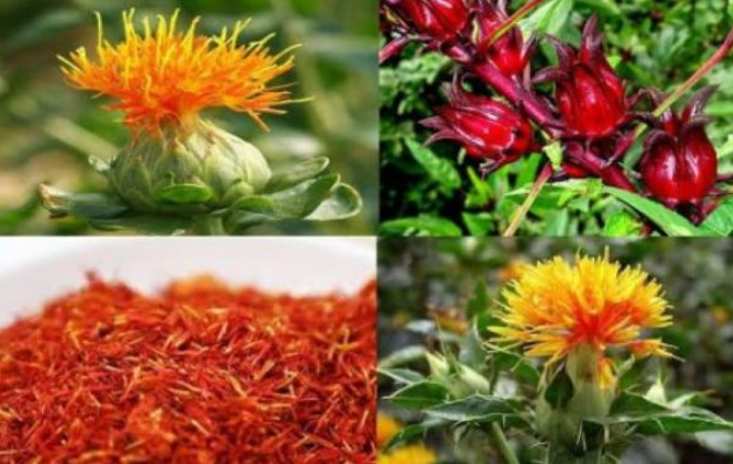 Cây hồng hoa giúp điều hòa kinh nguyệt rất tốt