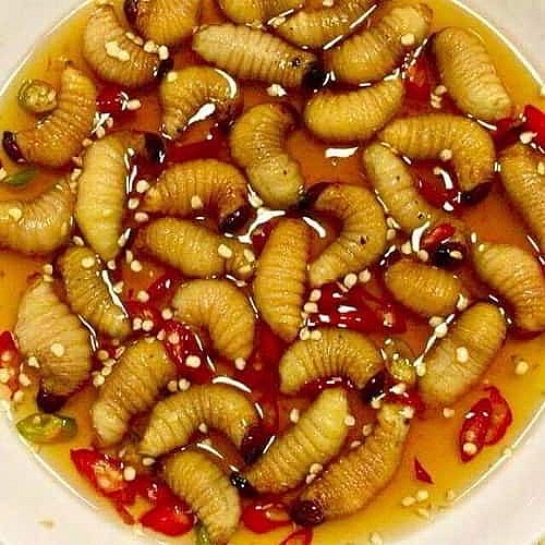 Nhìn qua, duông dừa có vẻ bề ngoài tương tự như sâu non, thân mềm, màu trắng. 