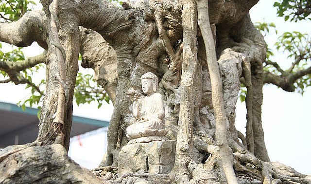 Cây sanh cổ mang dáng thế độc đáo.