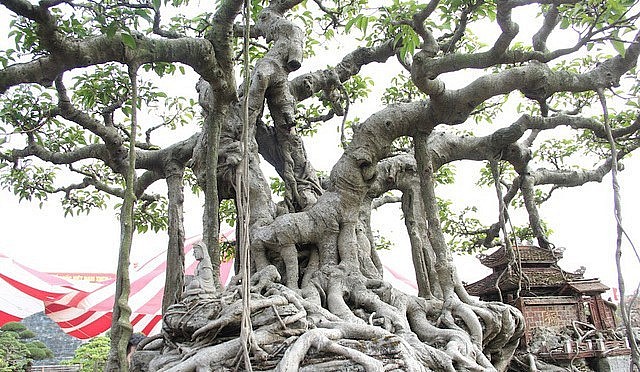 nhiều đoàn khách từ khắp mọi nơi, đổ về nhà ông Khoa chỉ để tận mắt chiêm ngưỡng, thưởng lãm “báu vật” “hiếm có, khó tìm” này.