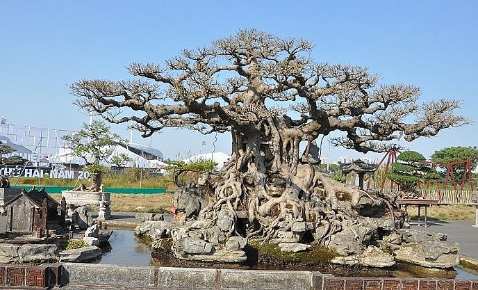 Ông Khoa cho biết, hiện tại tác phẩm này của ông được định giá khoảng 10 tỷ đồng vì đây là cây sanh mang dáng làng ít người có được.