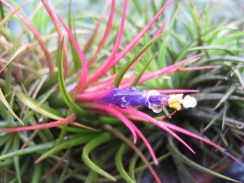 Cây có nhiều màu sắc là xu hướng cây nội thất của năm 2023