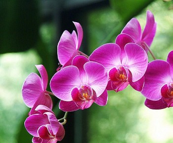 4 loại hoa mang lại tài lộc và may mắn cho năm mới