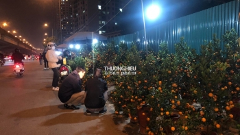 Quất, đào, mai đua nhau “sale” cận Tết Nguyên đán Quý Mão