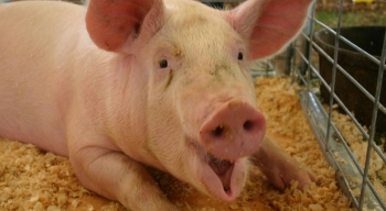 Giá heo hơi hôm nay 19/1 nơi tăng mạnh nơi giảm sâu, heo rừng cháy hàng giá 130.000 đồng/kg