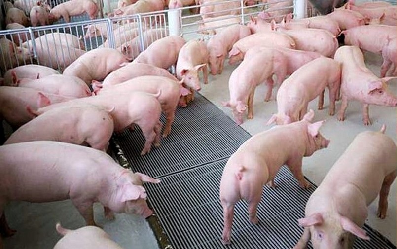 Giá heo hơi hôm nay ghi nhận mức giảm sâu tới 2.000 đồng/kg tại Hà Nội.