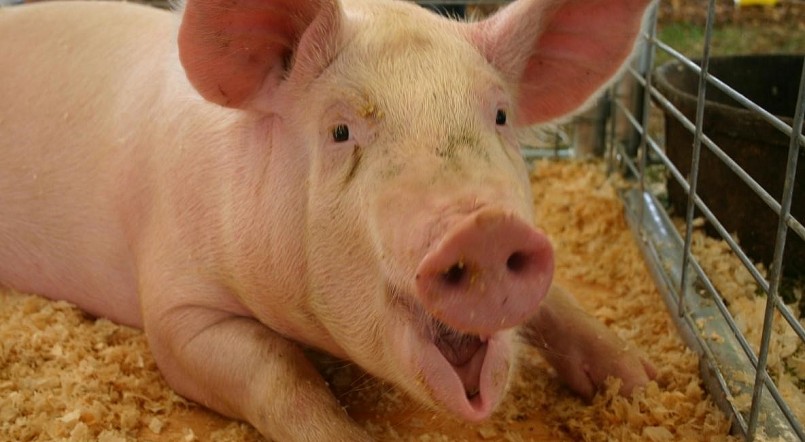 Giá heo hơi hôm nay (19/1) bất ngờ tăng mạnh ở miền Trung và miền Nam, giảm sâu ở miền Bắc. 