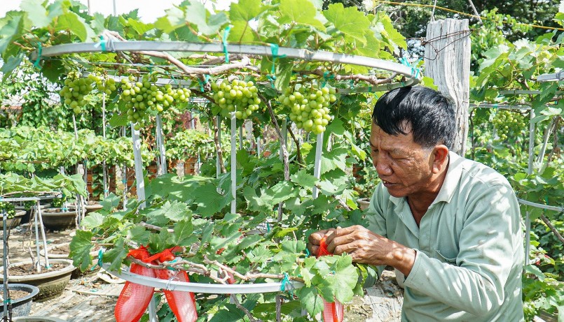 Để tạo dáng nho bonsai đòi hỏi sự tỉ mỉ, khéo léo.