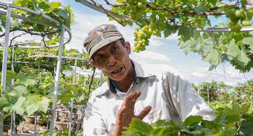 Những mẫu nho cảnh được thương lái yêu thích nhất là những loại mô phỏng pin năng lượng mặt trời, vòng tròn ba tầng, vòng tròn một tầng.