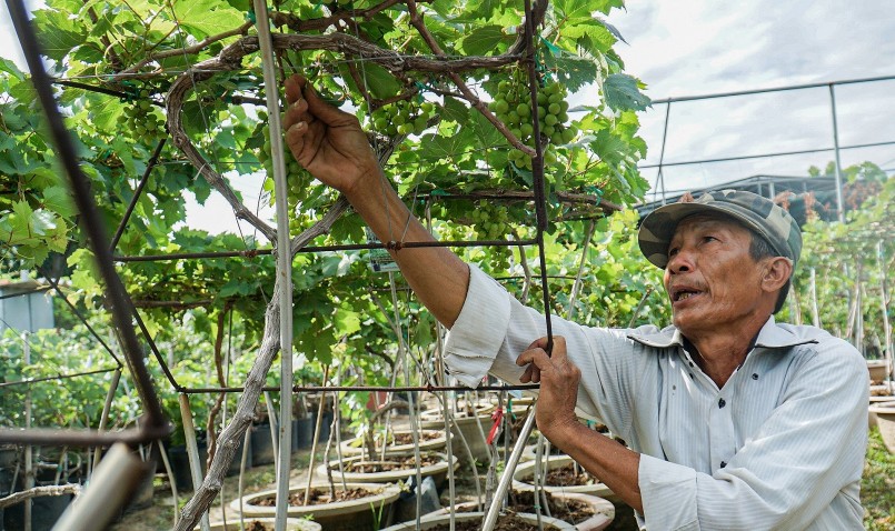 Để tạo ra những chậu nho bonsai độc đáo đòi hỏi kỹ thuật và những bí quyết của người làm vườn.
