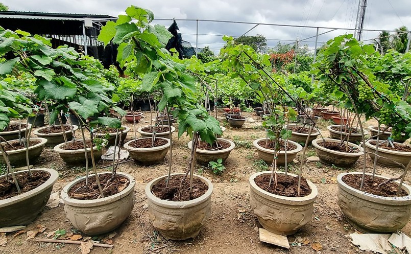 Những chậu nho cảnh bonsai đã được khách hàng đặt mua từ trước tết.