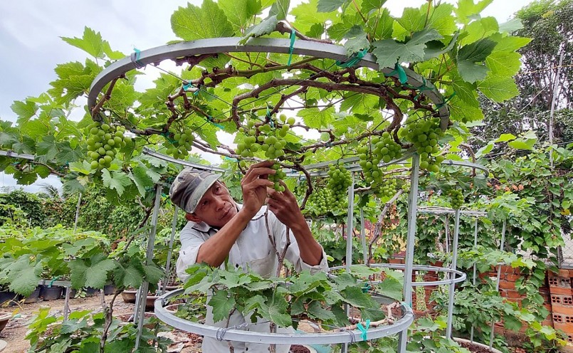 Ngoài trồng bán quả, nông dân ở Ninh Thuận còn sáng tạo ra những chậu nho bonsai đủ dáng thế. 