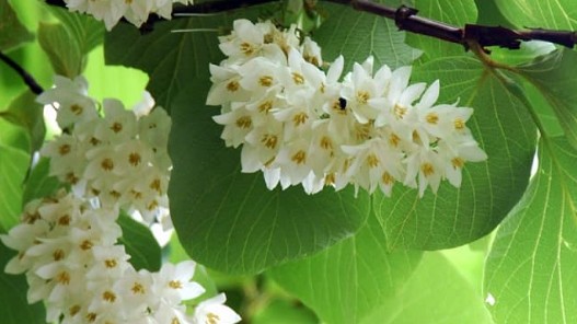 Vị thuốc Đông y từ nhựa của loài cây quen thuộc