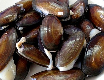 Hải sản nhìn giống con trai, xưa ít người ăn nay khan hiếm 120.000 đồng/kg, đem nấu canh chua nhà giàu cũng thích mê