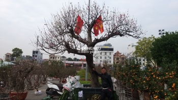 Chiêm ngưỡng cây đào "khủng nhất" Quảng Ninh