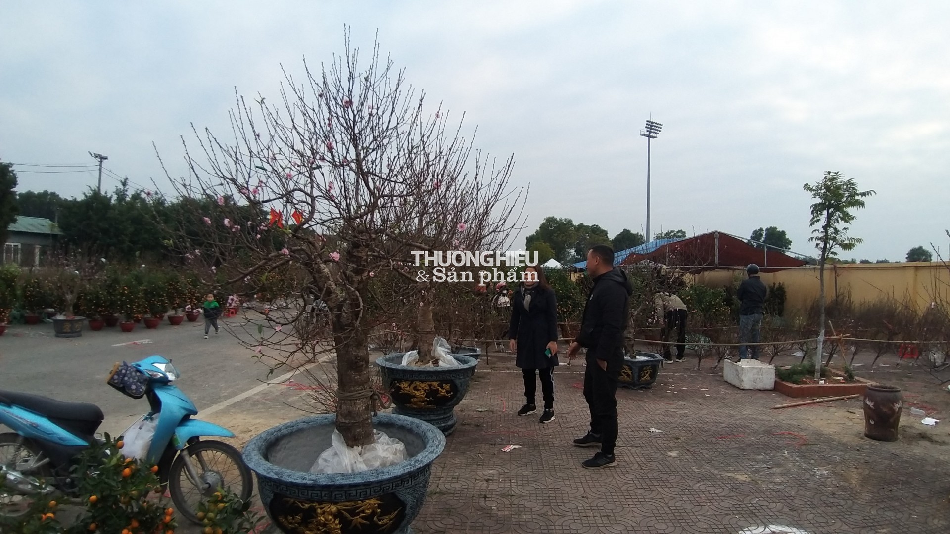 Cây Đào "khủng nhất" Quảng Ninh được trung bày tại chợ Hoa xuân thị xã Quảng Yên - Xuân Qúy Mão