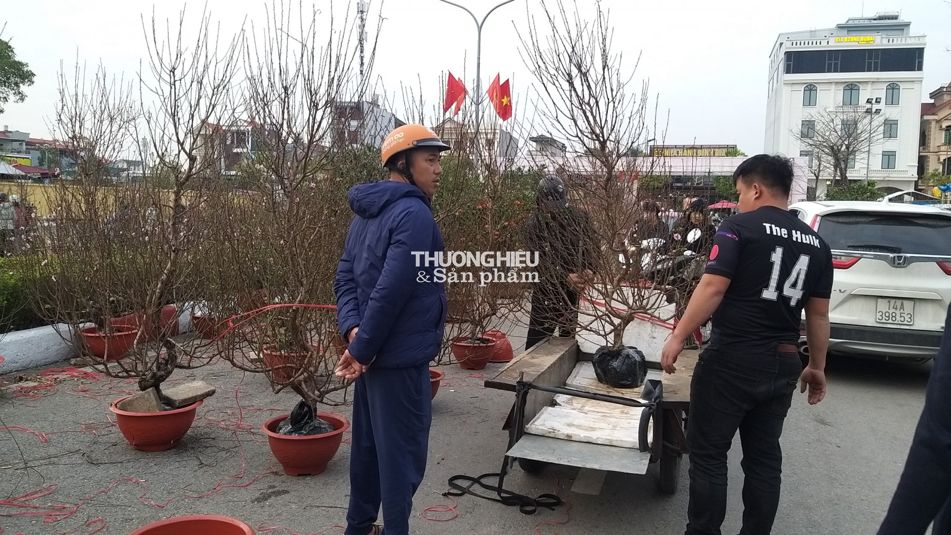 Cây Đào "khủng nhất" Quảng Ninh được trung bày tại chợ Hoa xuân thị xã Quảng Yên - Xuân Qúy Mão