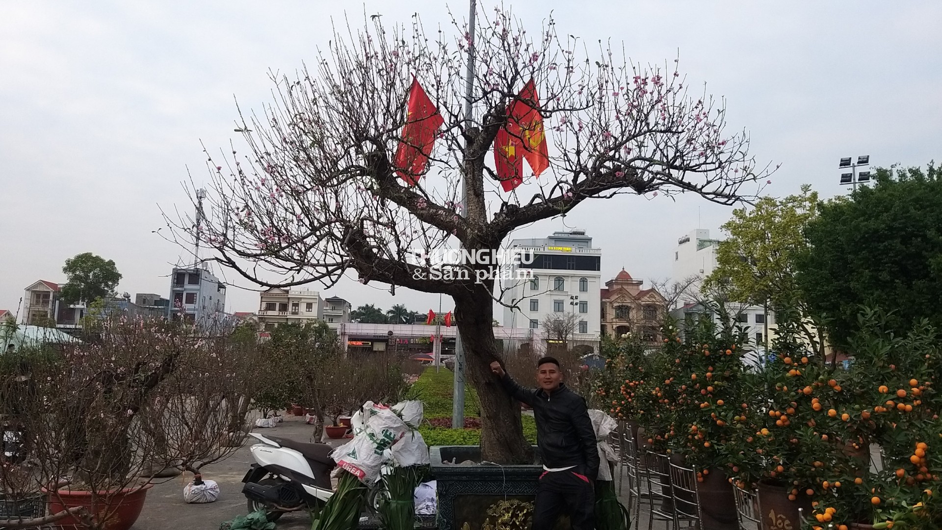 Cây Đào "khủng nhất" Quảng Ninh được trung bày tại chợ Hoa xuân thị xã Quảng Yên - Xuân Qúy Mão