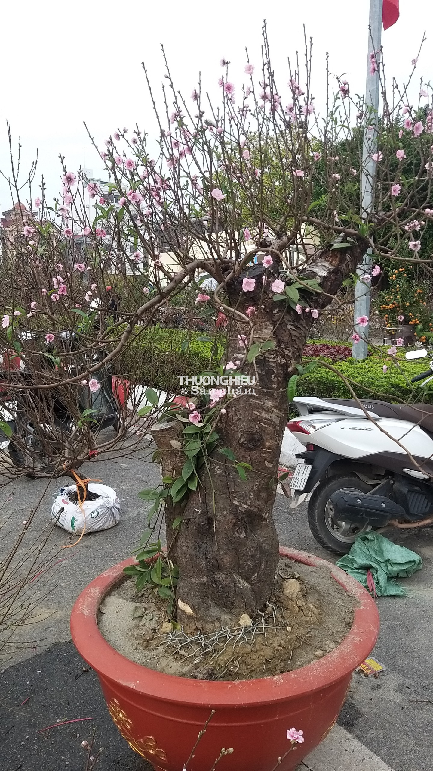 Cây Đào "khủng nhất" Quảng Ninh được trung bày tại chợ Hoa xuân thị xã Quảng Yên - Xuân Qúy Mão