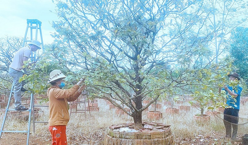 Từ trước tết, ông Vinh đã thuê người tuốt lá để mai nở đúng dịp.