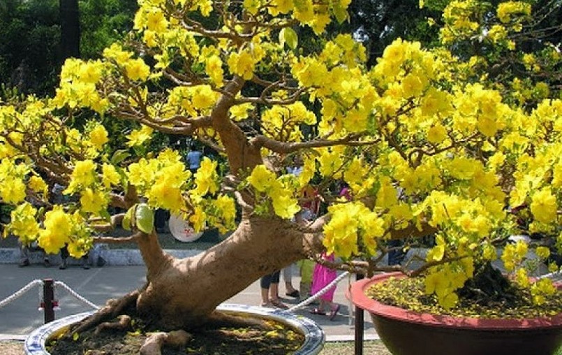 Mai vàng luôn là lựa chọn của người Việt để dâng lên tổ tiên và trang trí trong ngày Tết.