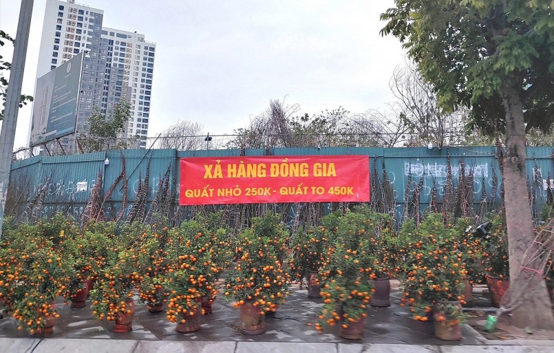  Xả hàng đồng giá quất cảnh trên phố Khúc Thừa Dụ (Cầu Giấy). Ảnh: Thiều Trang