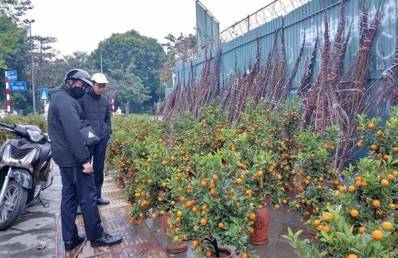 Chỉ còn hai ngày nữa là Tết Nguyên đán nhưng người đi mua quất cảnh tết vẫn lưa thưa.