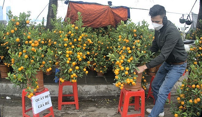 Người bán quất cảnh tết mong mỏi sức mua của những ngày cuối năm sẽ tăng lên