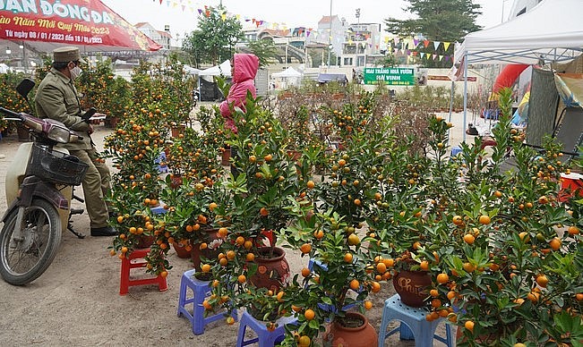 Những khu bày quất cảnh tết ở chợ hoa xuân cũng thưa vắng người mua.