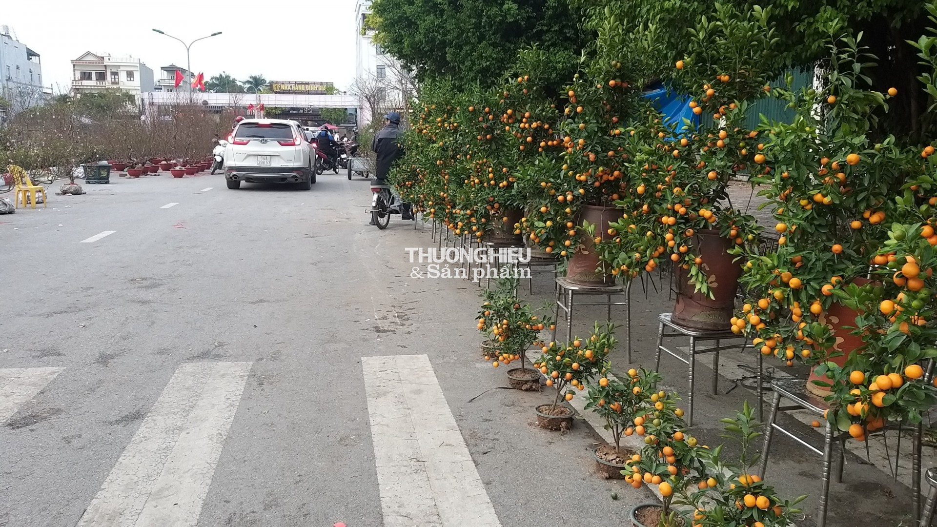 Cây Đào "khủng nhất" Quảng Ninh được trung bày tại chợ Hoa xuân thị xã Quảng Yên - Xuân Qúy Mão