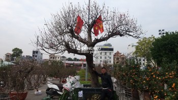 Chiêm ngưỡng cây đào "khủng nhất" Quảng Ninh