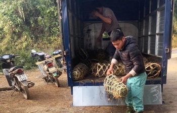 Bất ngờ lợn cắp nách mini cưỡi ô tô xuống phố giá tăng tưng bừng dịp Tết