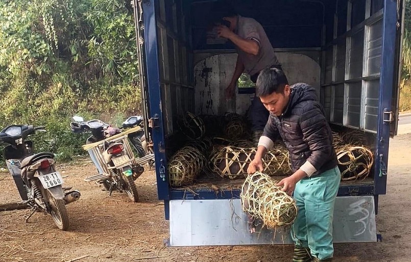 Các thương lái đến tận nhà người dân để thu mua lợn cắp nách chuyển đi tiêu thụ.